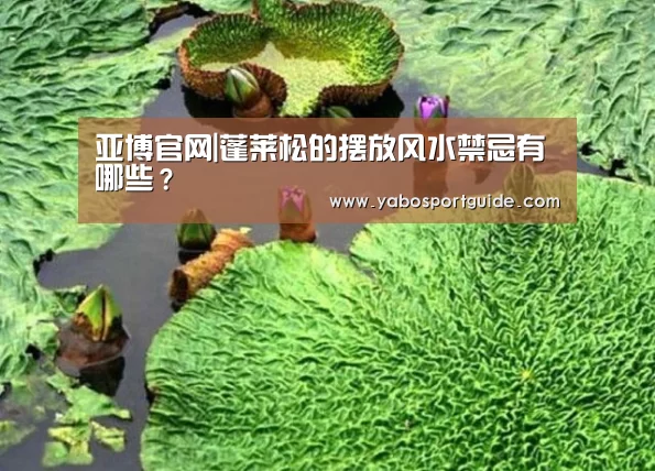 亚博官网|蓬莱松的摆放风水禁忌有哪些?(图1) 亚博品牌
